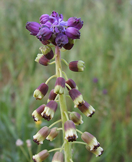 Coastal leopoldia 