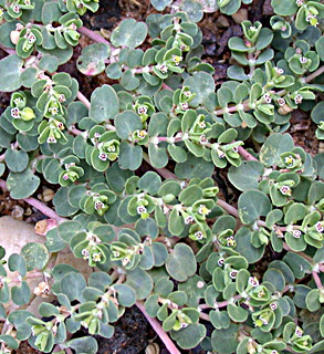 Euphorbia serpens