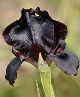 Judean Iris 