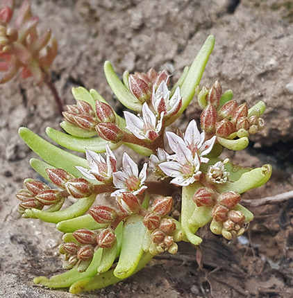 Sedum rubens