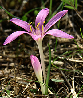 Steven's Meadow-saffron 