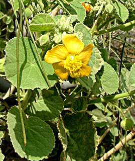 Florida keys Indian, Mallow  