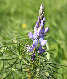 Narrow-Leaved Lupin 