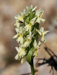 Roman dactylorhiza 