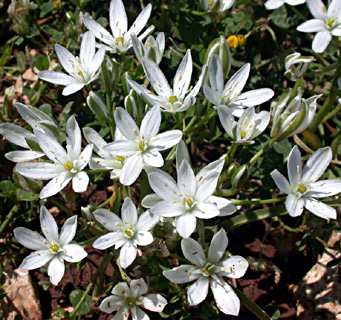 Star of Bethlehem 