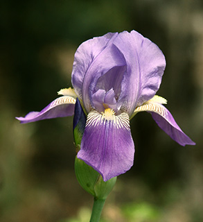 Mesopotamian Iris 