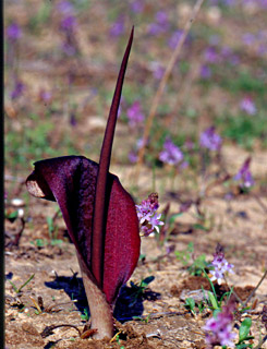 Narrow biarum 