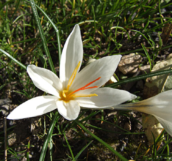 Aleppo Crocus 