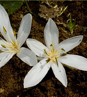 Colchicum antilibanoticum