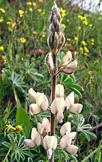 Palestine Lupine 