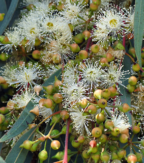 River Red gum 