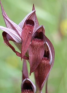 Snake Tongue Orchid 