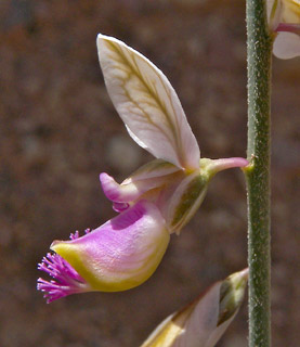 Polygala negevensis