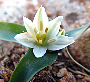 Star of Bethlehem 