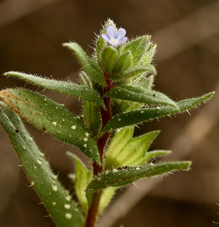 Nonea obtusifolia