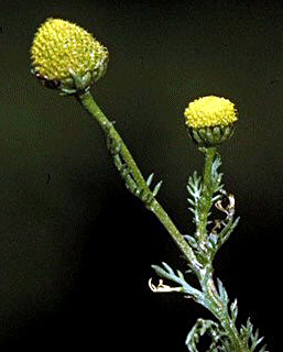 Golden Chamomile 