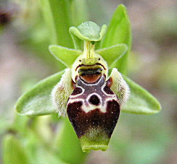 Carmel Bee-Orchid  