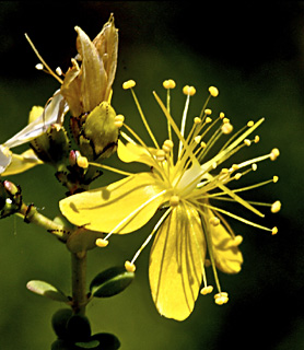 St. John's wort 