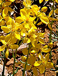 St. John's wort 