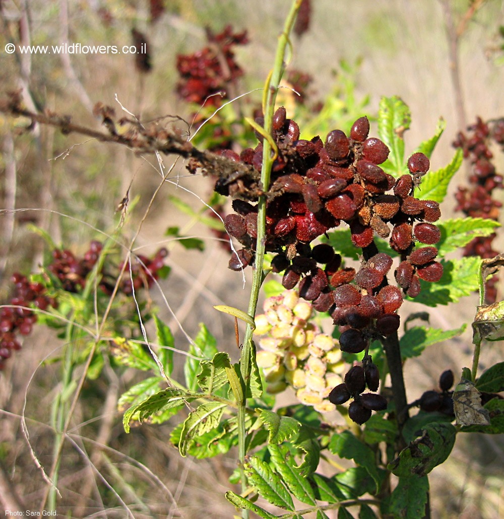 Rhus coriaria