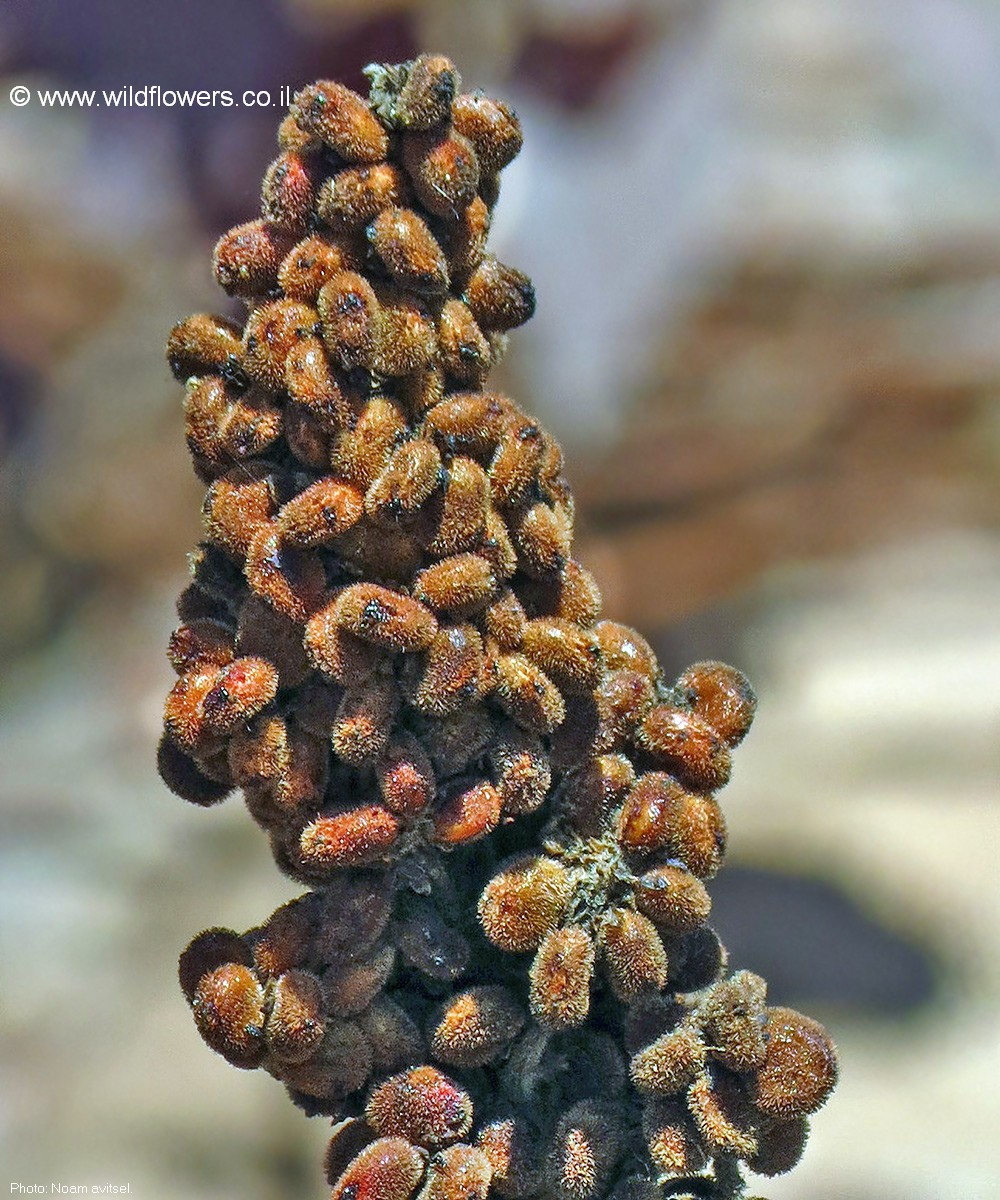 Rhus coriaria