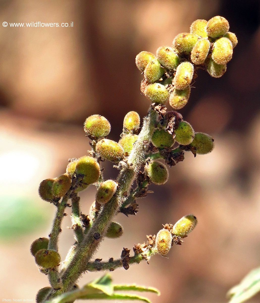 Rhus coriaria