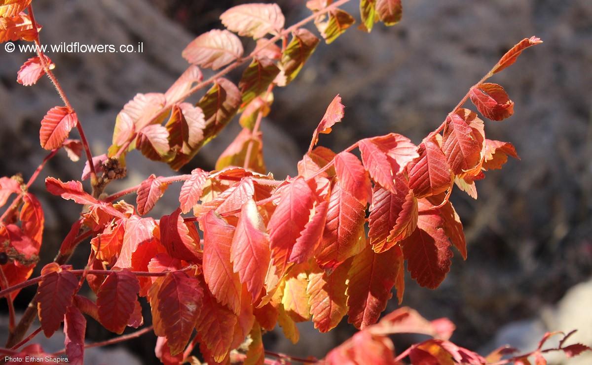 Rhus coriaria