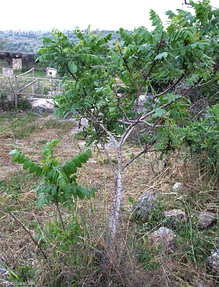 Rhus coriaria