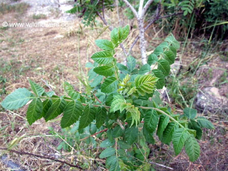 Rhus coriaria