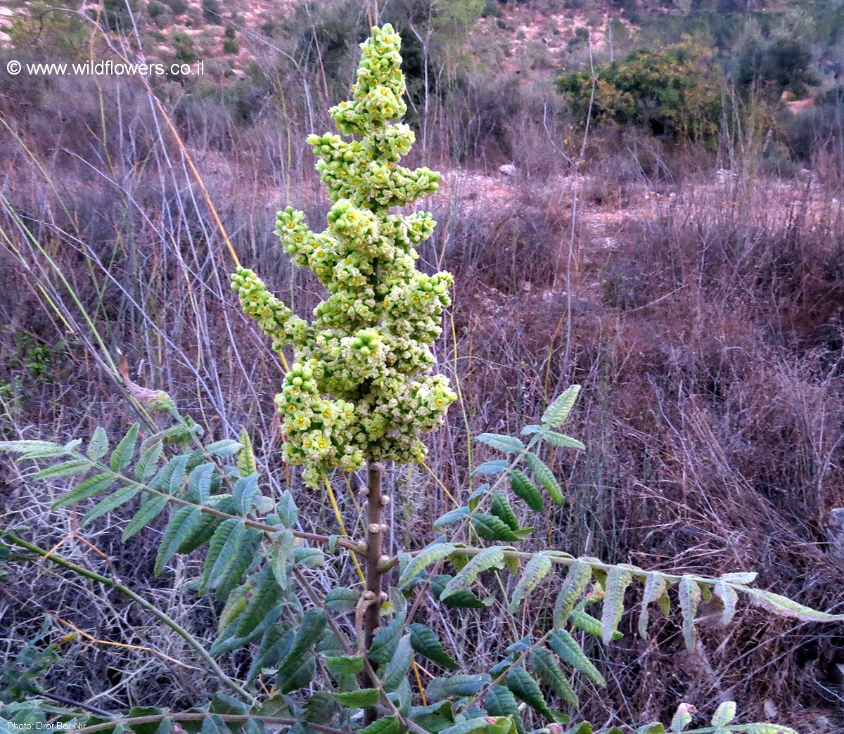 Rhus coriaria