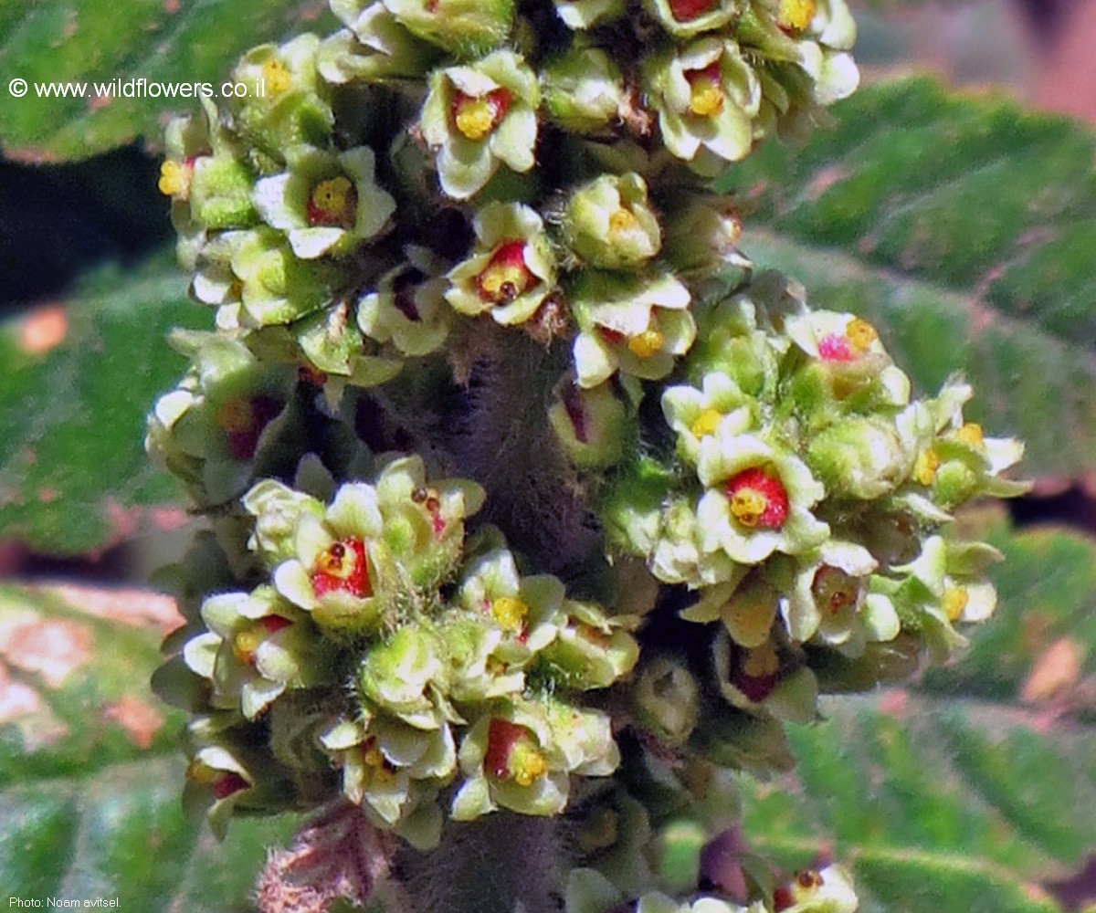 Rhus coriaria