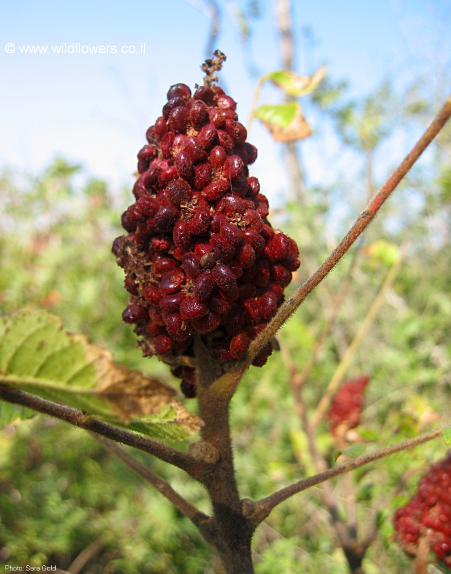 Rhus coriaria