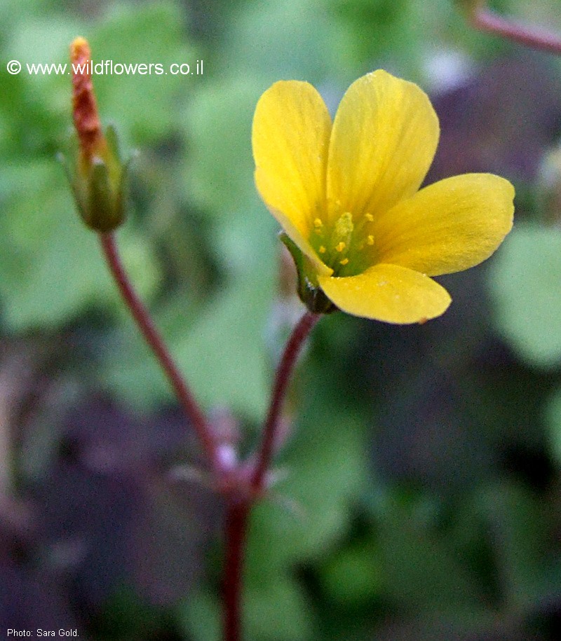 Oxalis corniculata