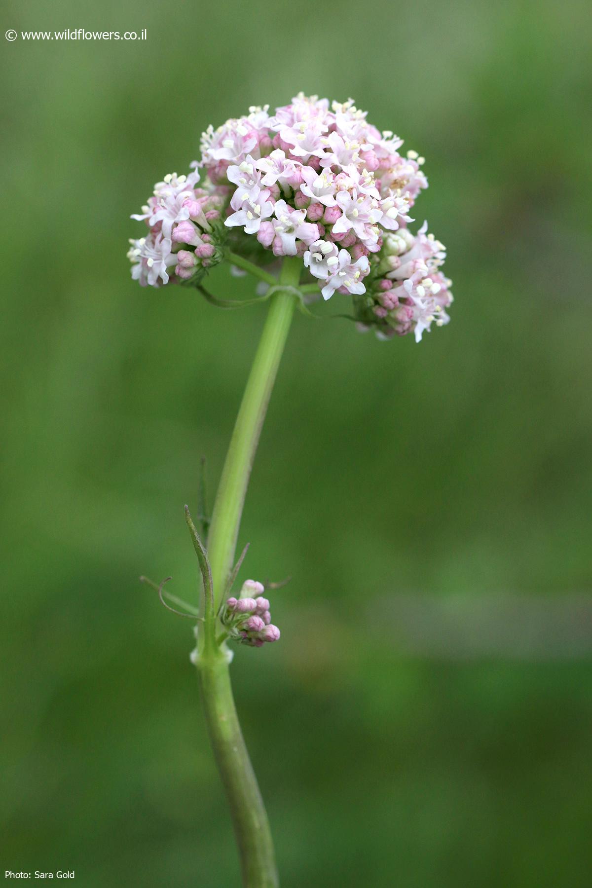 Valeriana dioscoridis