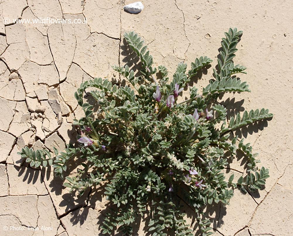 Astragalus tribuloides