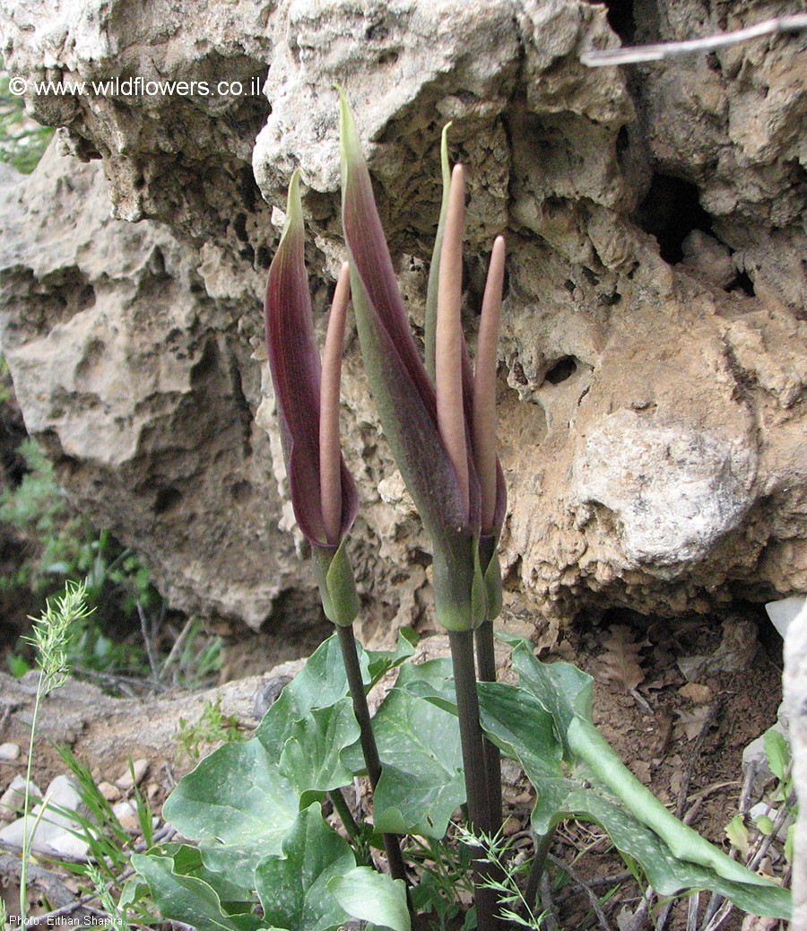 Arum elongatum