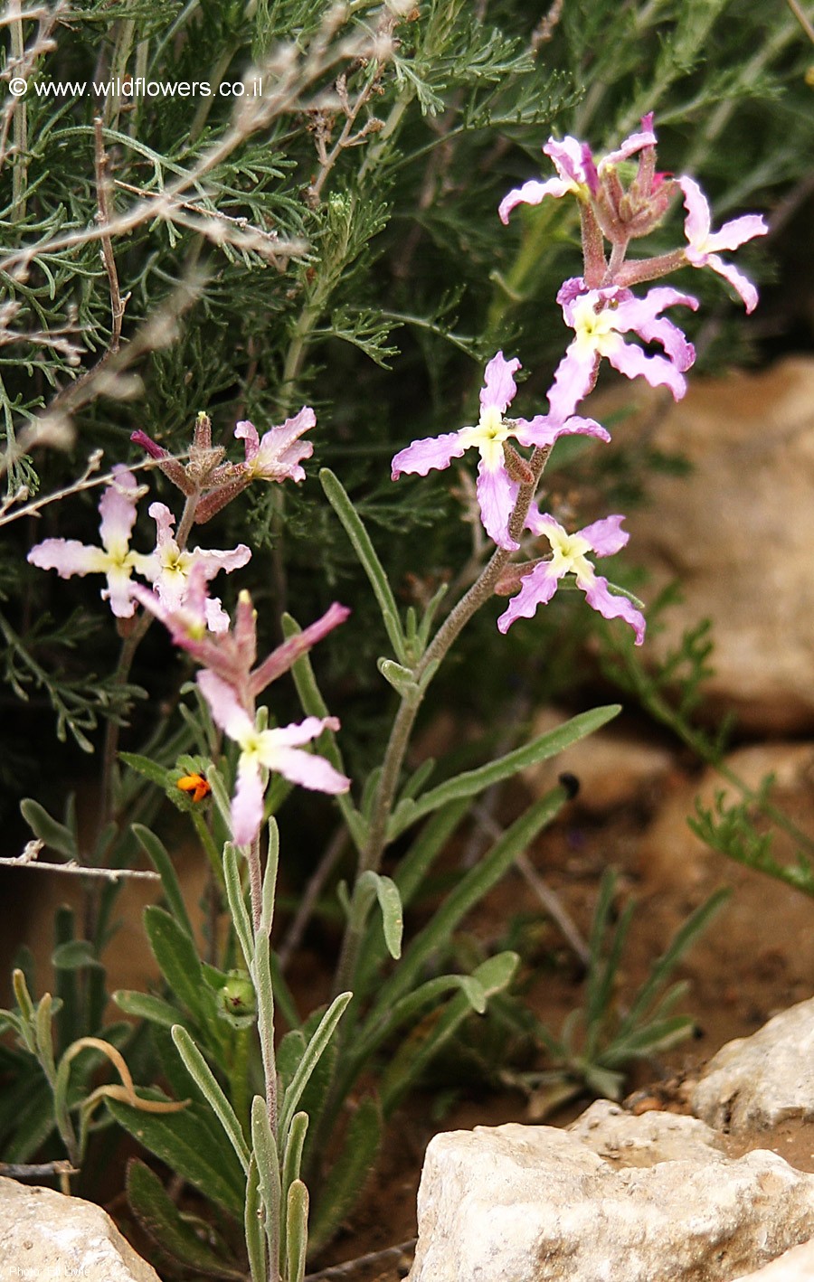 Matthiola aspera