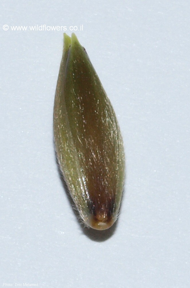 Piptatherum holciforme