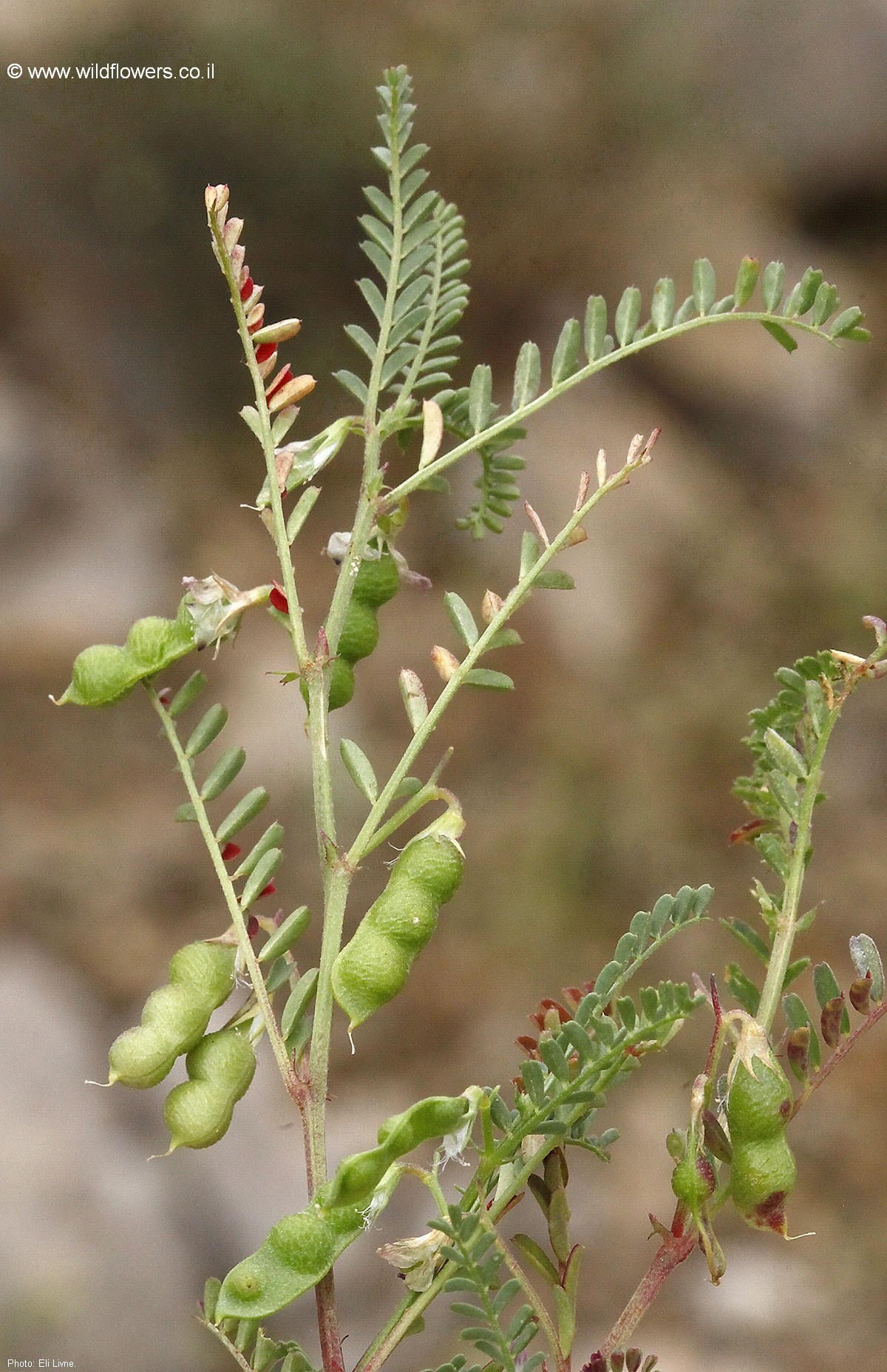 Vicia ervilia