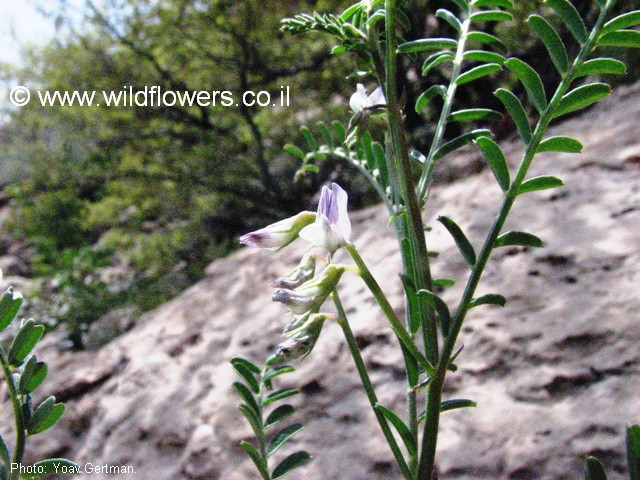 Vicia ervilia