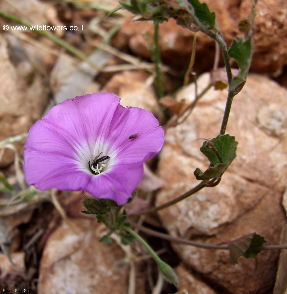 Convolvulus coelesyriacus