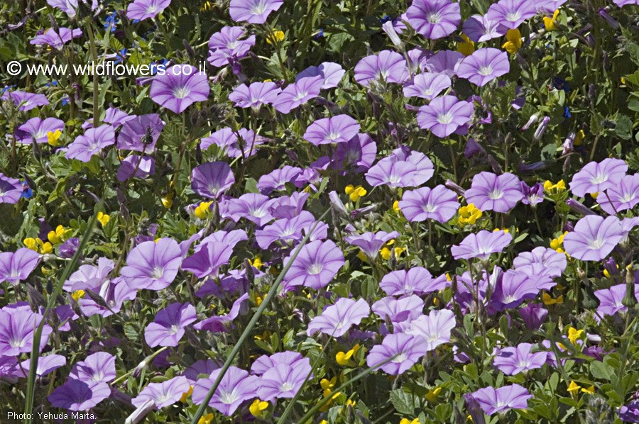 Convolvulus coelesyriacus