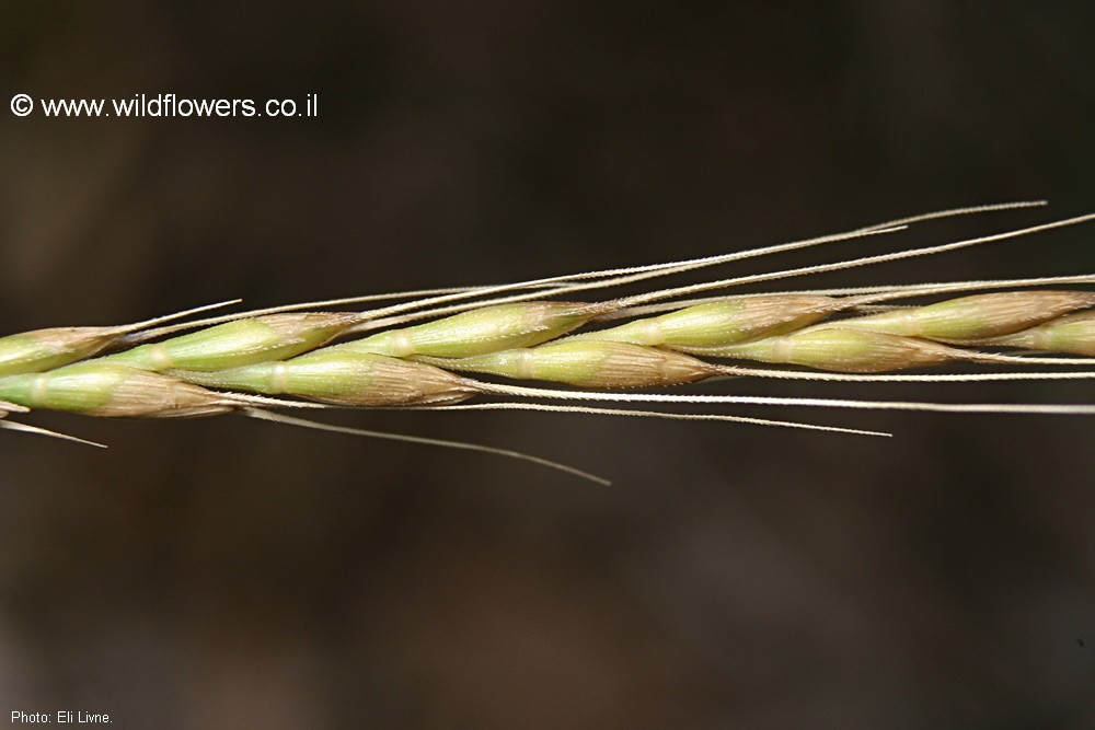 Aegilops sharonensis