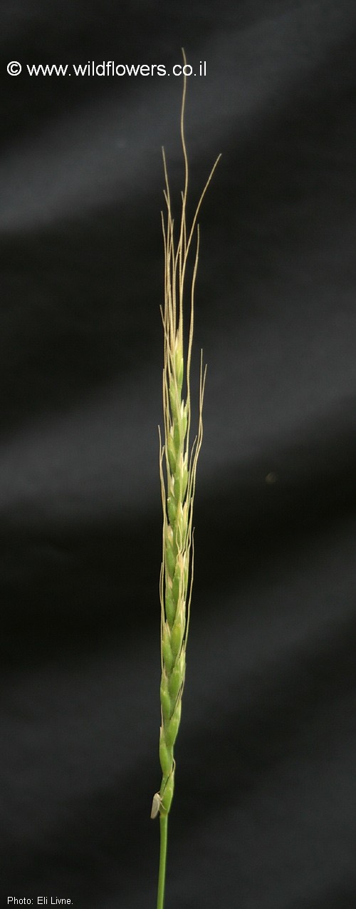 Aegilops sharonensis