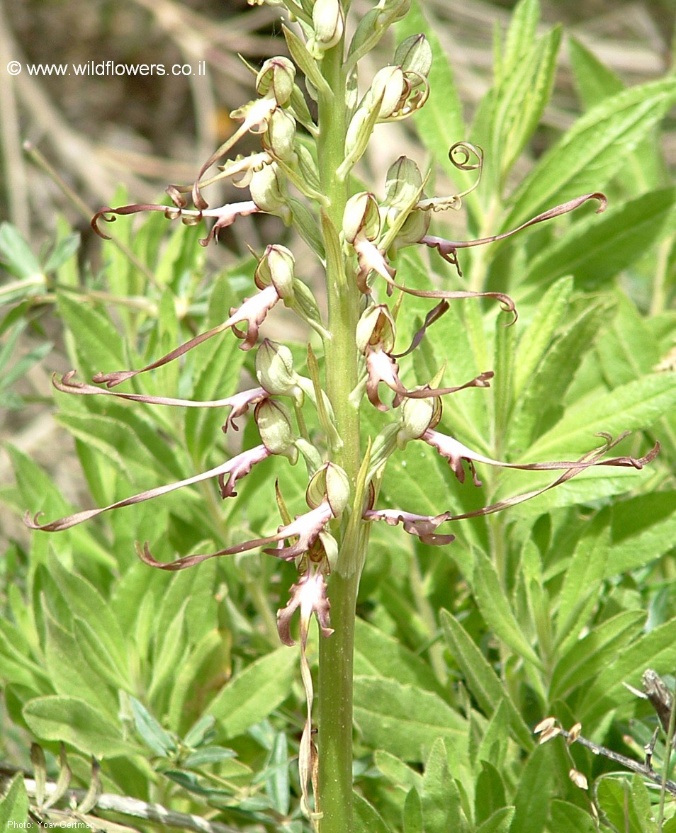 Himantoglossum caprinum