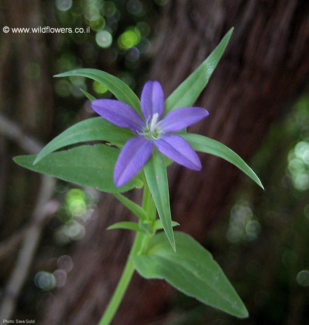 Legousia falcata