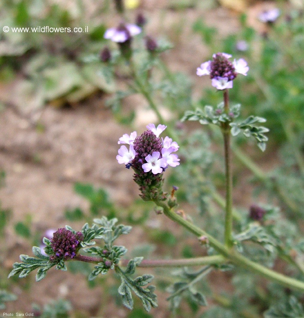 Verbena supina