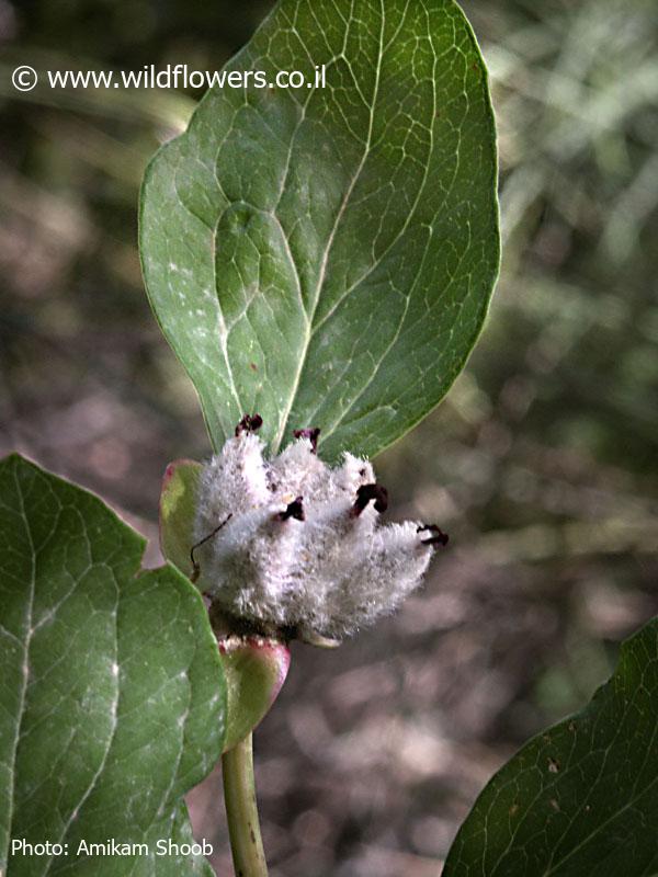 Paeonia mascula