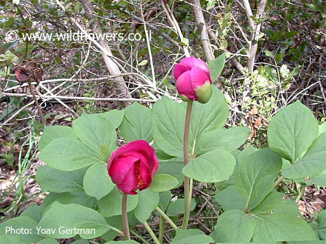 Paeonia mascula