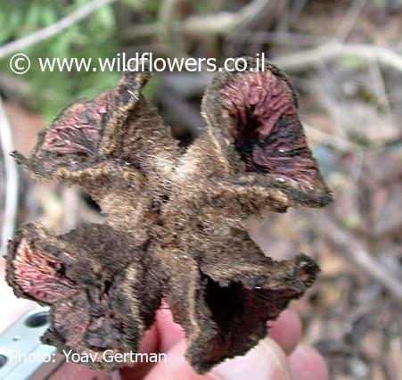 Paeonia mascula